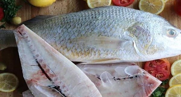 گوشت ماهی سنگسر پرورش ماهی سنگسر پخت ماهی سنگسر ماهی سنگسر کبابی ماهی سنگسر ماهی سنگسر شکم پر ماهی سنگسر شهری ماهی سنگسر به انگلیسی